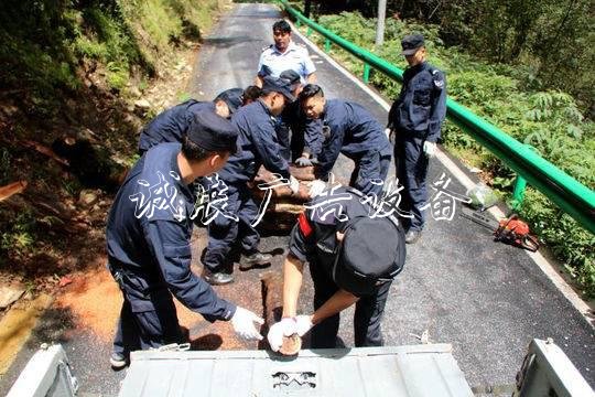 3年“謀殺”116株 四川指路牌最大紅豆杉盜伐案告破宣判