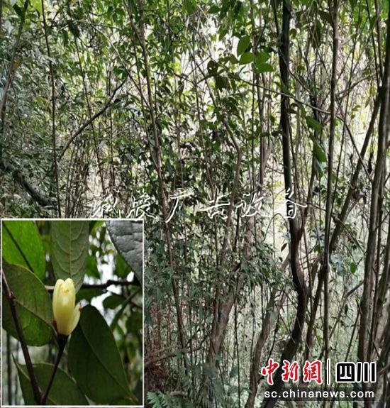 　瀕危野生植物“小黃花茶”生長群。涂為熙 攝