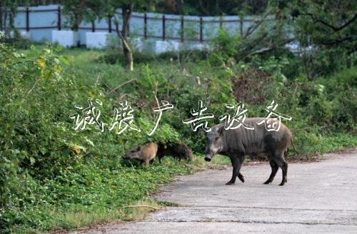 資料圖：野豬攔路覓食。圖片來源：香港《大公報》記者 黃俊華/攝