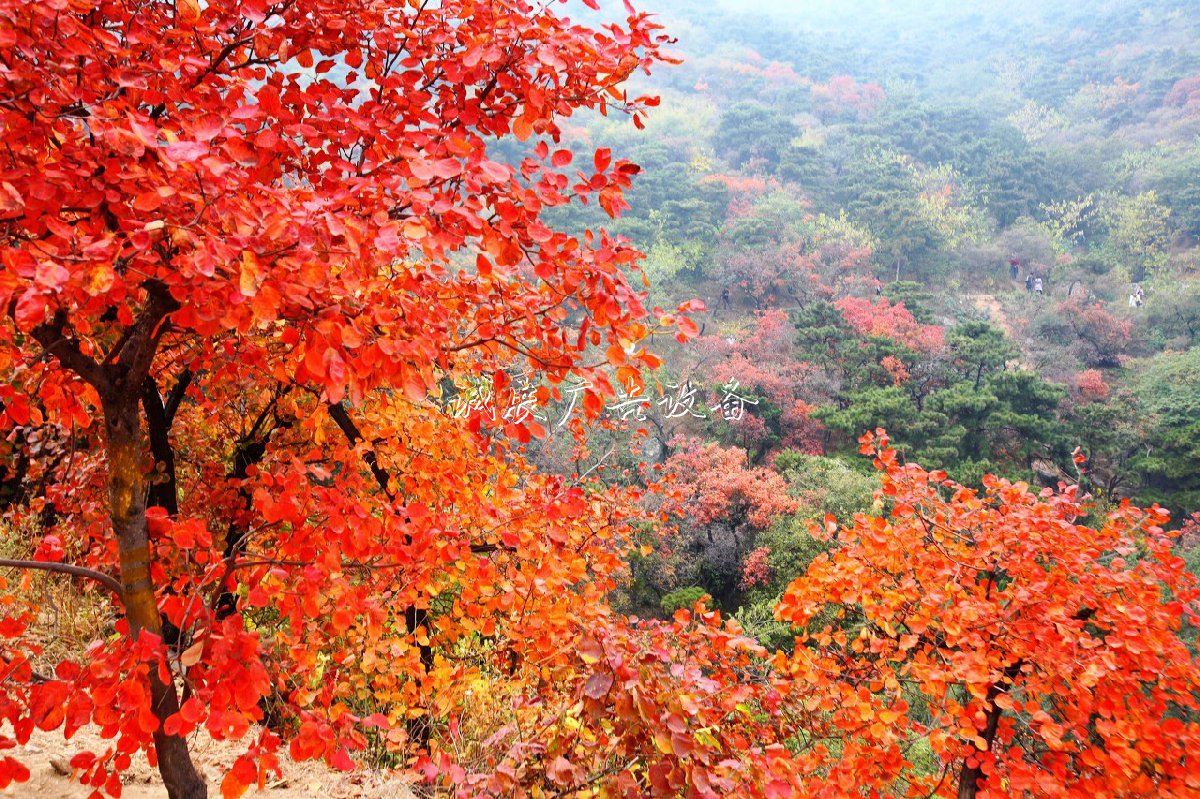 2019北京香山公園紅葉路燈燈箱觀賞攻略（時間+門票+路線