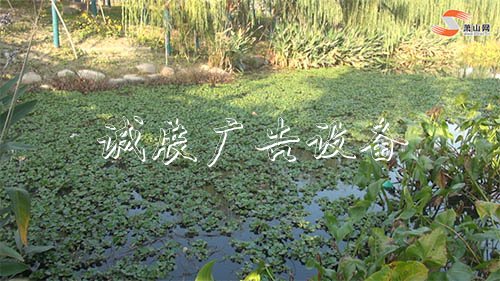 垃圾桶滿溢、雜草叢生？又一公園現(xiàn)破敗亂象