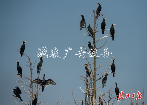 濕地保護(hù)得好不社區(qū)宣傳欄好，主要是看鳥(niǎo)