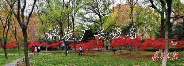 兩座公園兩文化宣傳欄種“楓情”