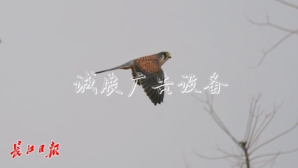 “城市小獵人”紅隼現(xiàn)宣傳欄身漢口江灘，它愛吃鼠類