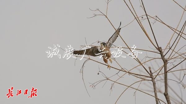 “城市小獵人”紅隼現(xiàn)宣傳欄身漢口江灘，它愛吃鼠類