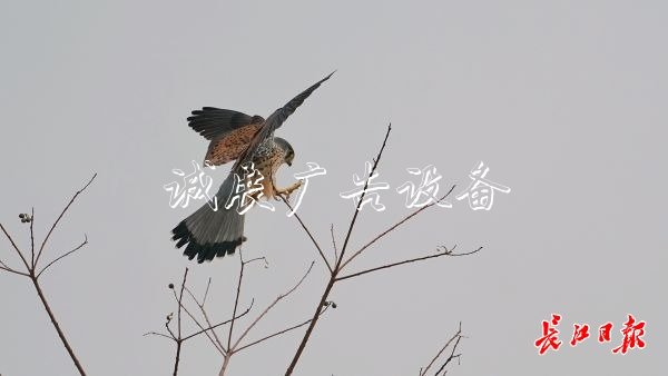 “城市小獵人”紅隼現(xiàn)宣傳欄身漢口江灘，它愛吃鼠類