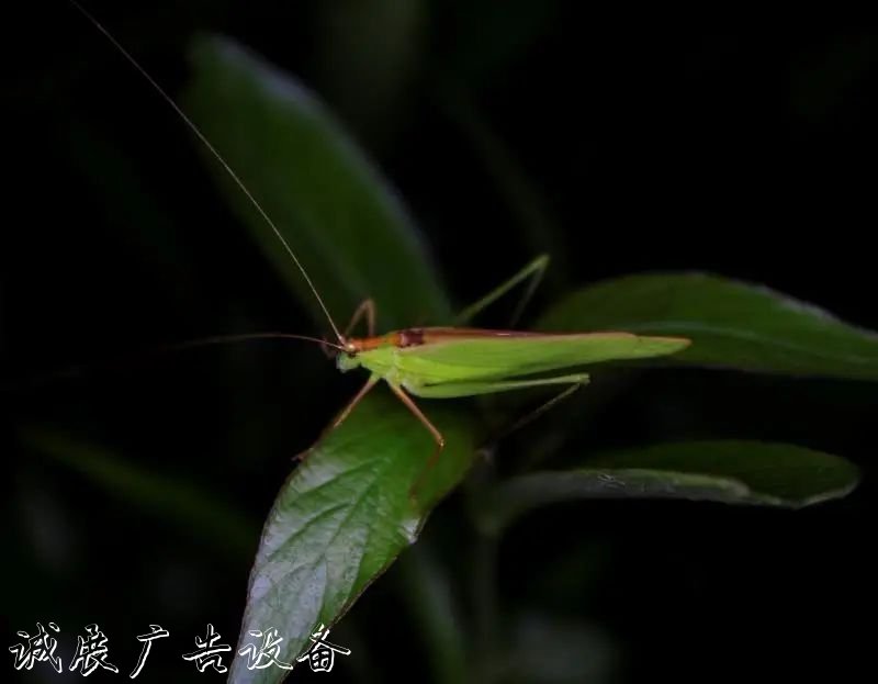 霓虹璀璨的不夜城里，太陽能垃圾桶讓我們一起守護(hù)這片黑暗